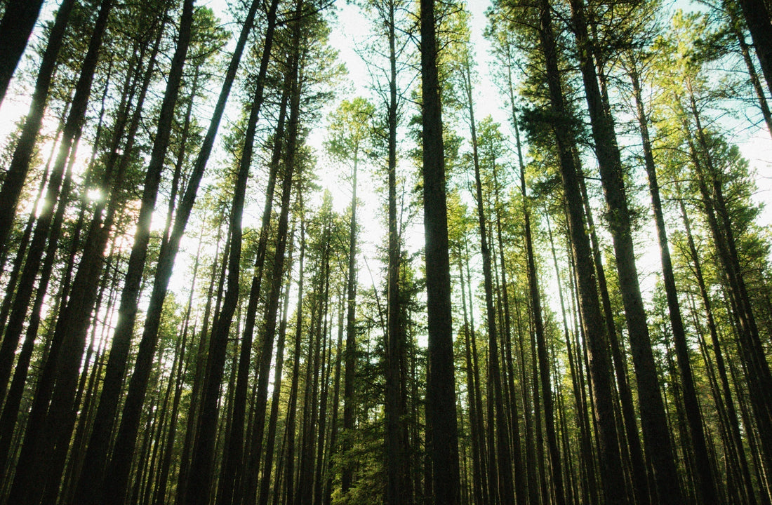 Move with Mindfulness: Finding Clarity in a Busy World